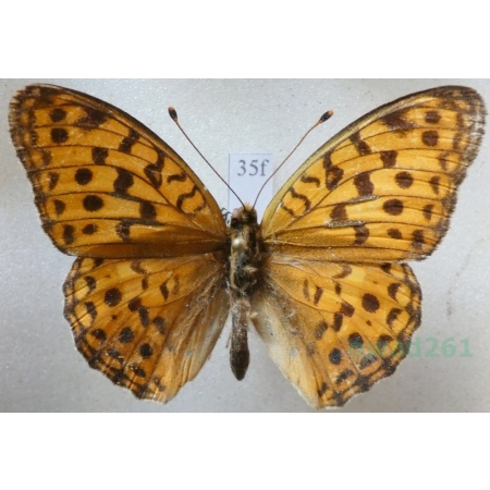 Argynnis vorax Butler, 1871 Russia35f